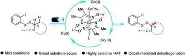 Graphical abstract: Cobalt-catalyzed chemoselective dehydrogenation through radical translocation under visible light