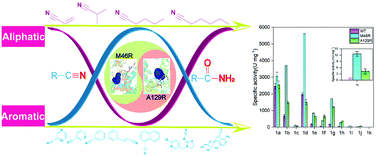 Graphical abstract: Insight into the broadened substrate scope of nitrile hydratase by static and dynamic structure analysis