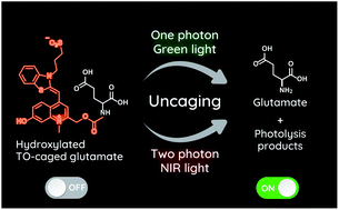 Graphical abstract: Efficient visible/NIR light-driven uncaging of hydroxylated thiazole orange-based caged compounds in aqueous media