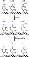 Graphical abstract: Genome-wide mapping of N4-methylcytosine at single-base resolution by APOBEC3A-mediated deamination sequencing