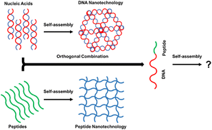 Graphical abstract: Tuning dynamic DNA- and peptide-driven self-assembly in DNA–peptide conjugates