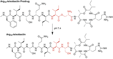 Graphical abstract: Isobactins: O-acyl isopeptide prodrugs of teixobactin and teixobactin derivatives