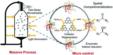 Graphical abstract: Enzyme-photo-coupled catalysis in gas-sprayed microdroplets