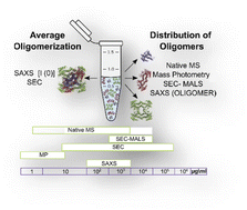 Graphical abstract: Protein quaternary structures in solution are a mixture of multiple forms