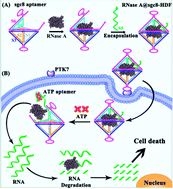 Graphical abstract: A stimulus-responsive hexahedron DNA framework facilitates targeted and direct delivery of native anticancer proteins into cancer cells