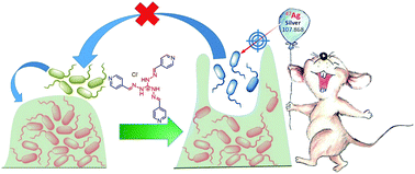 Graphical abstract: A combination therapy strategy for treating antibiotic resistant biofilm infection using a guanidinium derivative and nanoparticulate Ag(0) derived hybrid gel conjugate