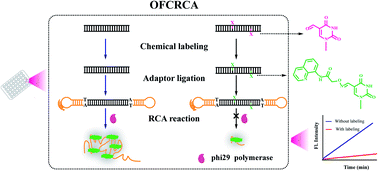 Graphical abstract: Oxime formation coordination-directed detection of genome-wide thymine oxides with nanogram-scale sample input