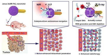 Graphical abstract: Plasmon enhanced catalysis-driven nanomotors with autonomous navigation for deep cancer imaging and enhanced radiotherapy