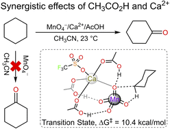 Graphical abstract: Synergistic effects of CH3CO2H and Ca2+ on C–H bond activation by MnO4−