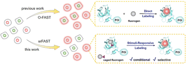 Graphical abstract: Multifunctional stimuli-responsive chemogenetic platform for conditional multicolor cell-selective labeling