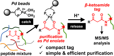 Graphical abstract: Simple purification of small-molecule-labelled peptides via palladium enolate formation from β-ketoamide tags