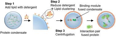 Graphical abstract: Lipid coated protein condensates as stable protocells with selective uptake abilities for biomolecules