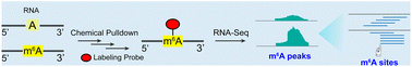 Graphical abstract: Transcriptome-wide profiling of N6-methyladenosine via a selective chemical labeling method