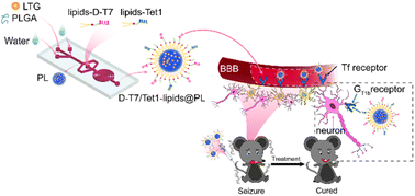 Graphical abstract: Dual targeting nanoparticles for epilepsy therapy