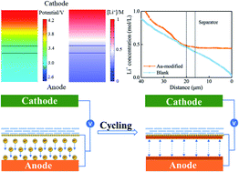 Graphical abstract: Reversing the dendrite growth direction and eliminating the concentration polarization via an internal electric field for stable lithium metal anodes