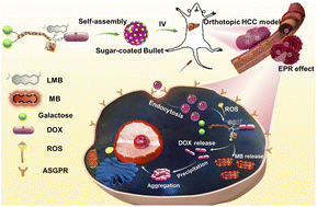 Graphical abstract: An excipient-free “sugar-coated bullet” for the targeted treatment of orthotopic hepatocellular carcinoma