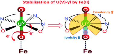 Graphical abstract: The mechanism of Fe induced bond stability of uranyl(v)