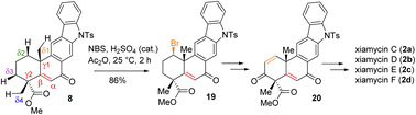 Graphical abstract: Total syntheses of naturally occurring antiviral indolosesquiterpene alkaloids, xiamycins C–F via Csp3–H functionalization