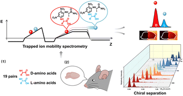 Graphical abstract: Chiral derivatization-enabled discrimination and on-tissue detection of proteinogenic amino acids by ion mobility mass spectrometry