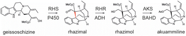 Graphical abstract: Deciphering and reprogramming the cyclization regioselectivity in bifurcation of indole alkaloid biosynthesis