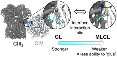 Graphical abstract: Cardiolipin, and not monolysocardiolipin, preferentially binds to the interface of complexes III and IV