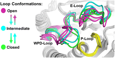 Graphical abstract: Insights into the importance of WPD-loop sequence for activity and structure in protein tyrosine phosphatases