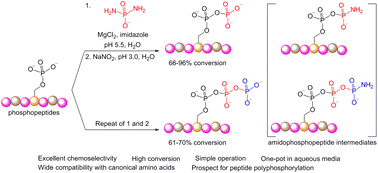 Graphical abstract: One-pot chemical pyro- and tri-phosphorylation of peptides by using diamidophosphate in water