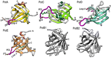 Graphical abstract: A unique network of attack, defence and competence on the outer membrane of the periodontitis pathogen Tannerella forsythia