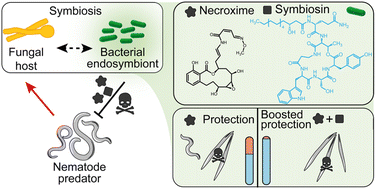 Graphical abstract: Endofungal bacteria boost anthelminthic host protection with the biosurfactant symbiosin