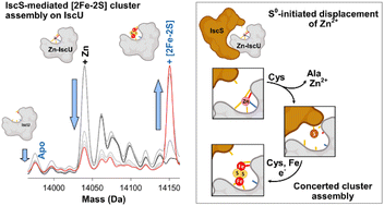 Graphical abstract: Native mass spectrometric studies of IscSU reveal a concerted, sulfur-initiated mechanism of iron–sulfur cluster assembly