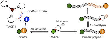 Graphical abstract: Promoting halogen-bonding catalyzed living radical polymerization through ion-pair strain