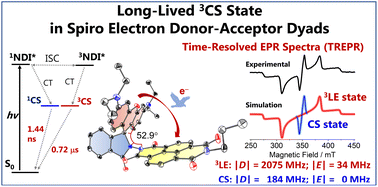 Graphical abstract: A long-lived charge-separated state of spiro compact electron donor–acceptor dyads based on rhodamine and naphthalenediimide chromophores