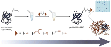 Graphical abstract: Installation of electrophiles onto the C-terminus of recombinant ubiquitin and ubiquitin-like proteins