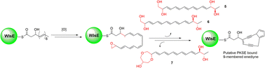 Graphical abstract: Discovery of pentaene polyols by the activation of an enediyne gene cluster: biosynthetic implications for 9-membered enediyne core structures