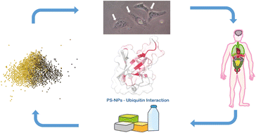 Graphical abstract: Polystyrene nanoplastics affect the human ubiquitin structure and ubiquitination in cells: a high-resolution study