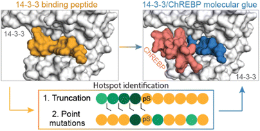 Graphical abstract: Functional mapping of the 14-3-3 hub protein as a guide to design 14-3-3 molecular glues