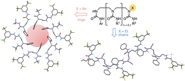 Graphical abstract: Supramolecular interactions between ethylene-bridged oligoureas: nanorings and chains formed by cooperative positive allostery