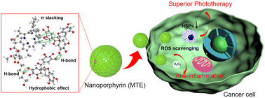 Graphical abstract: A J-aggregated nanoporphyrin overcoming phototoxic side effects in superior phototherapy with two-pronged effects