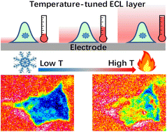 Graphical abstract: A temperature-tuned electrochemiluminescence layer for reversibly imaging cell topography