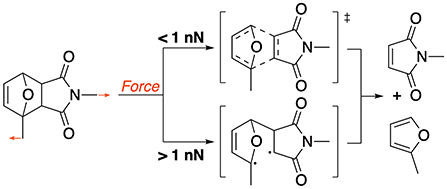 Graphical abstract: Bond breaking of furan–maleimide adducts via a diradical sequential mechanism under an external mechanical force