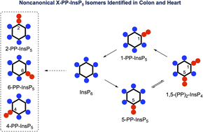 Graphical abstract: Capillary electrophoresis mass spectrometry identifies new isomers of inositol pyrophosphates in mammalian tissues