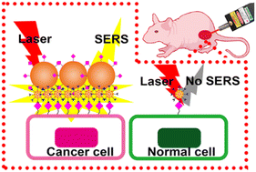 Graphical abstract: Tumor identification via in vivo portable Raman detection of sialic acid with a dual gold nanoprobe system