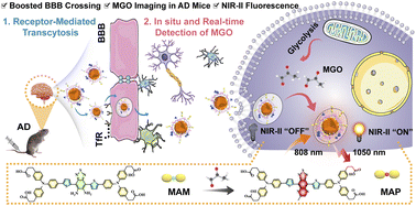 Graphical abstract: Design of an activatable NIR-II nanoprobe for the in vivo elucidation of Alzheimer's disease-related variations in methylglyoxal concentrations