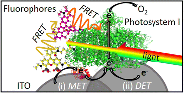 Graphical abstract: Closing the green gap of photosystem I with synthetic fluorophores for enhanced photocurrent generation in photobiocathodes