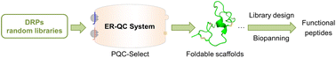 Graphical abstract: Selection and evolution of disulfide-rich peptides via cellular protein quality control