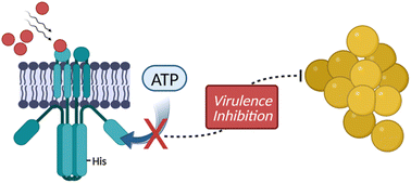 Graphical abstract: Targeting multidrug resistant Staphylococcus infections with bacterial histidine kinase inhibitors