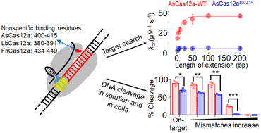 Graphical abstract: Nonspecific interactions between Cas12a and dsDNA located downstream of the PAM mediate target search and assist AsCas12a for DNA cleavage