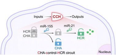 Graphical abstract: The compact integration of a cascaded HCR circuit for highly reliable cancer cell discrimination