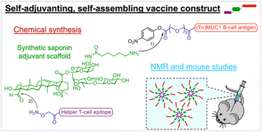 Graphical abstract: Development of synthetic, self-adjuvanting, and self-assembling anticancer vaccines based on a minimal saponin adjuvant and the tumor-associated MUC1 antigen