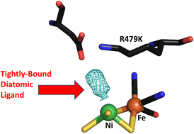 Graphical abstract: Comprehensive structural, infrared spectroscopic and kinetic investigations of the roles of the active-site arginine in bidirectional hydrogen activation by the [NiFe]-hydrogenase ‘Hyd-2’ from Escherichia coli